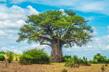 Picture of Baobab tree