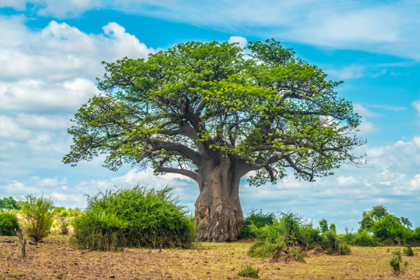 Picture of Baobab tree