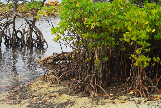  Kilifi conservation group moves to restore mangrove forest