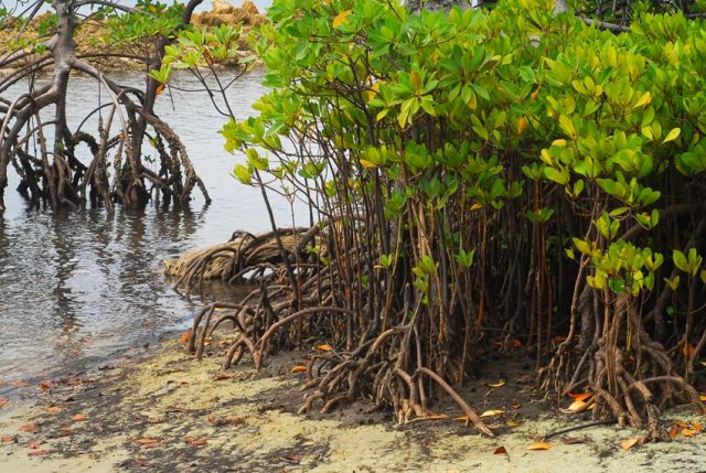 Mangrove forest image