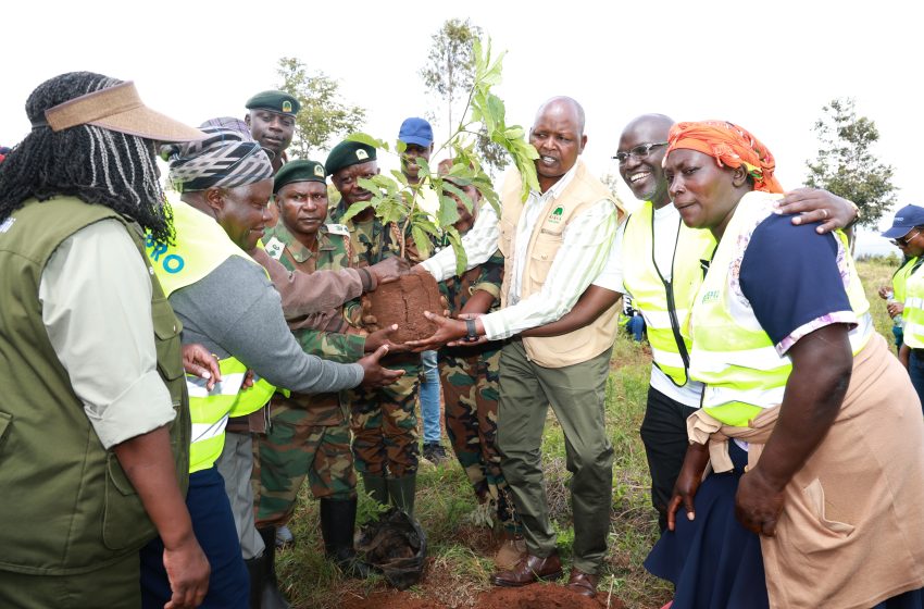 KAM, Sukuma Twende plant 46,000 trees