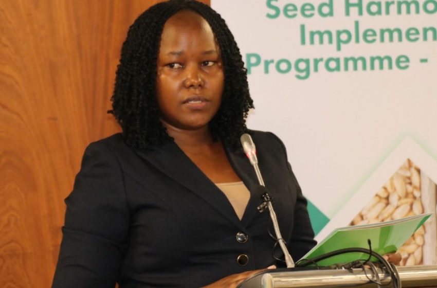 Harmonization of seed policies key in achieving food security in the COMESA region