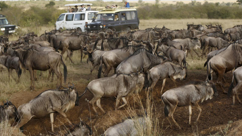 Visitors flock to Maasai Mara ahead of Wildebeest spectacle