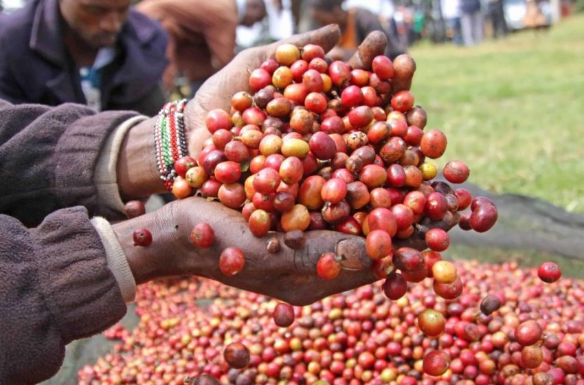 Coffee exports earned Kenya Sh39.9B in 2023/2024