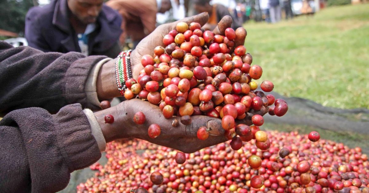 Coffee exports